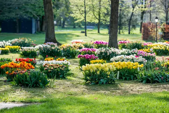 Tulpenblüte im Gräflichen Park