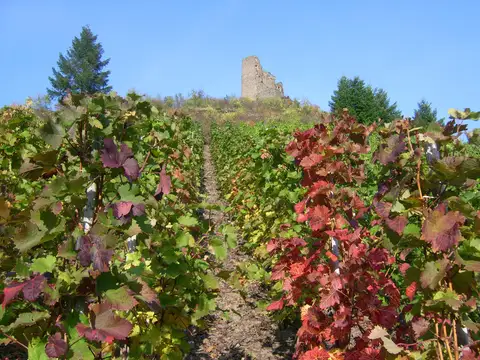 Burgruine Coraidelstein im Weinort Klotten