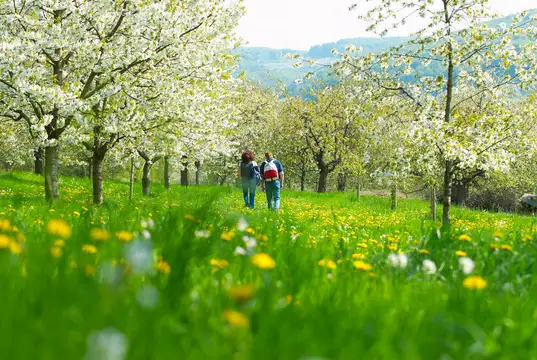 Kirschblüte
