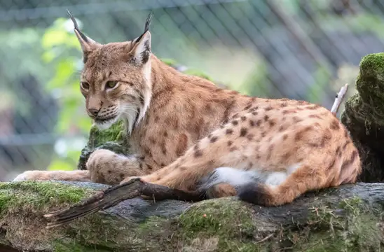 Bayerwald Tierpark