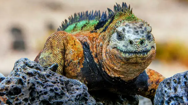 Galapagos Meerechse