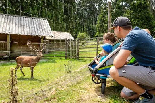 Rotwildgehege am Waldhistorischen Lehrpfad