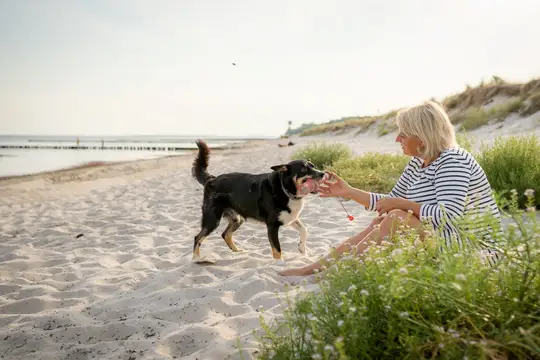 Hunde Willkommen