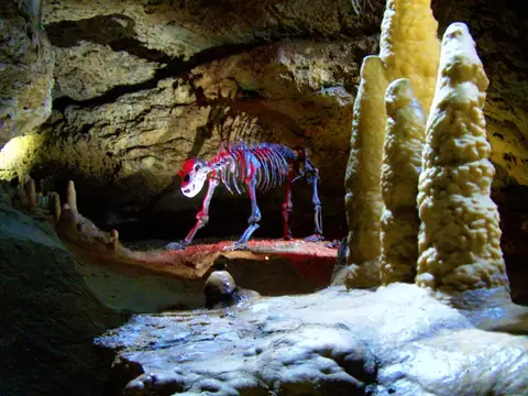Teufelshöhle - Höhlenbär